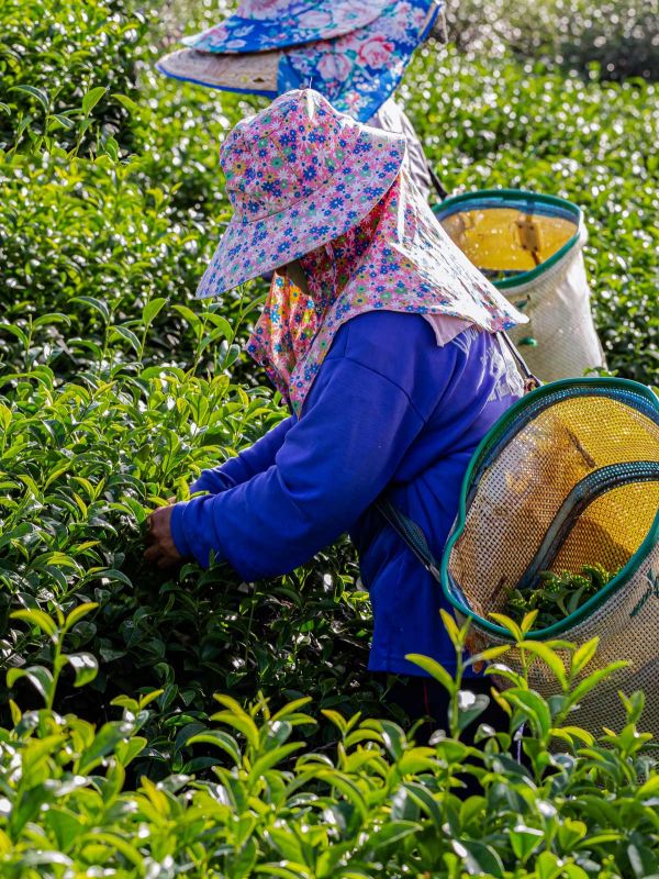 illam tea garden