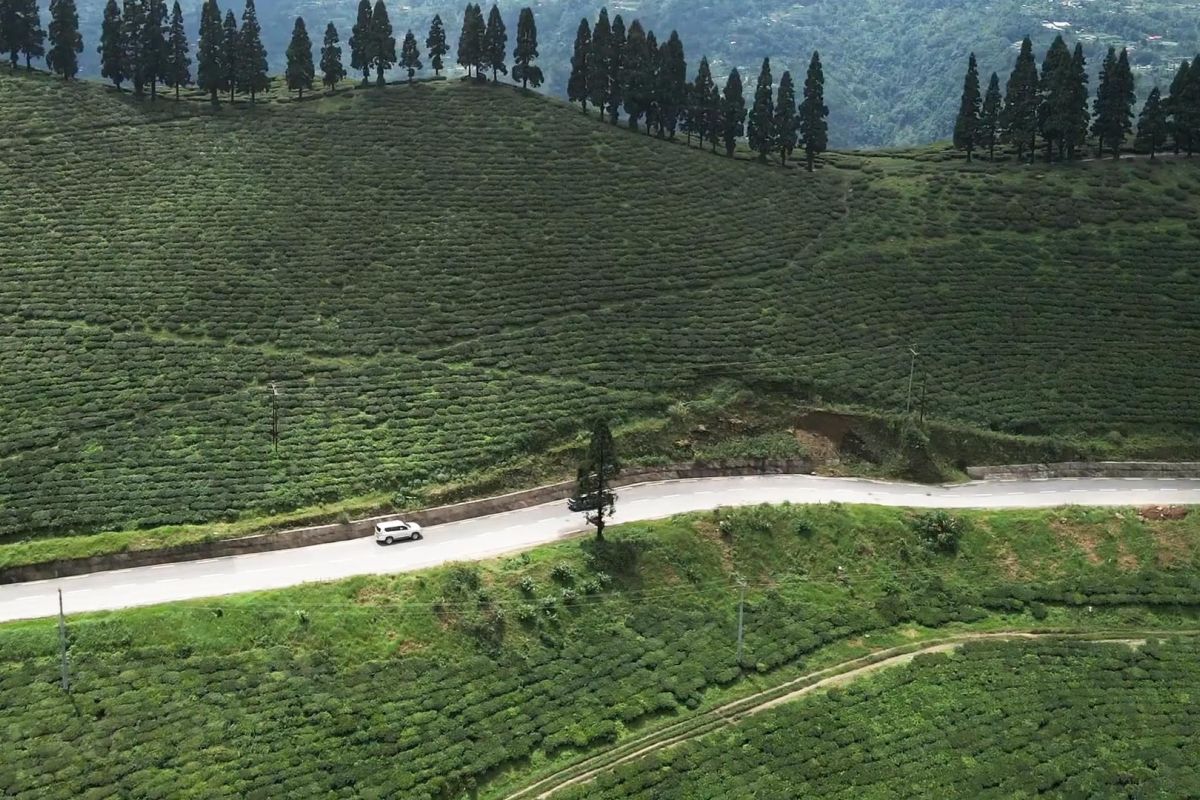 illam tea garden