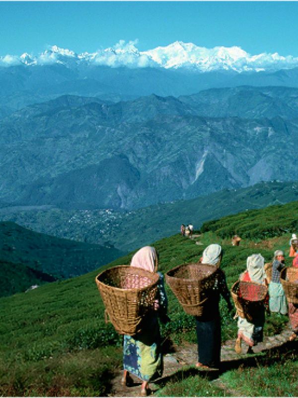 darjeeling